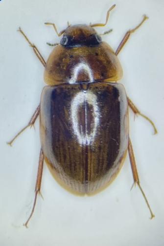 Réf. 295 149 : Enochrus ochropterus